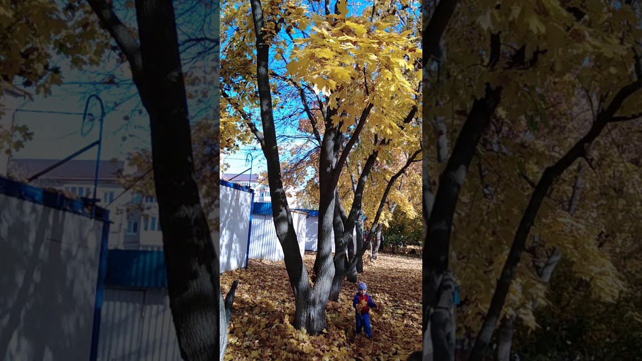 Листопад