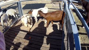 Выставка домашних животных на сельскохозяйственной ярмарке в городе Астрахань.