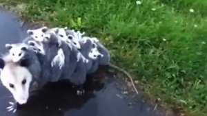 Мамочка опоссум везёт 15 Детенышей