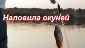 Вечером наловила окуней, получила огромное удовольствие.