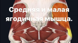 Средняя и малая ягодичная мышца и йога. Анатомия.Синергисты.Антагонисты.Функции. Иннервация.