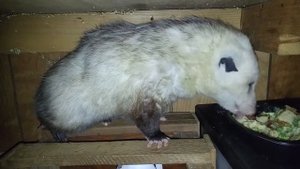 Опоссум Стивен ест яблочное пюре и гуляш из брокколи