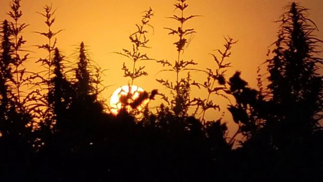 Белое солнце.