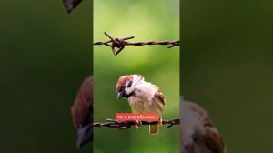 Почему в Китае истребили воробьев? Часть 1