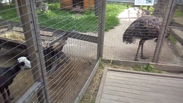 КОЗЕЛ ТАК КОЗЕЛ !!!!!