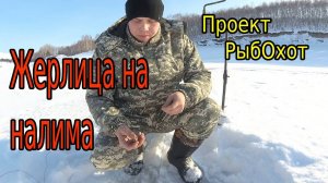 Как поймать налима (Жерлица на Налима)