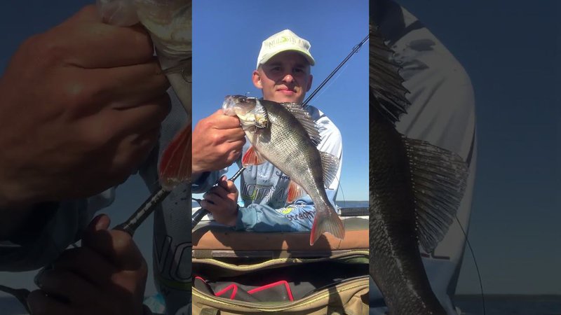 Вот так РАЗДАЧА! Jackall TN/60 против полосатых!  #рыбалка #fishing #norstream #окунь #jackall