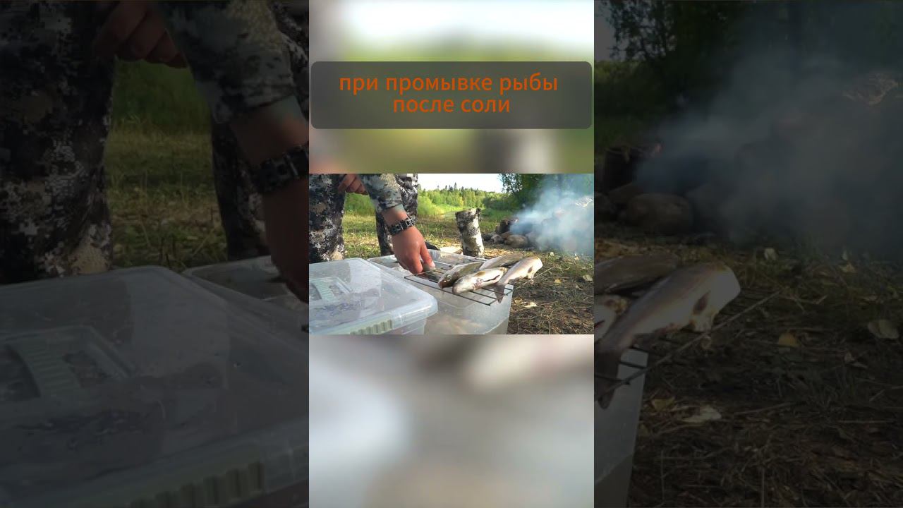 ПРАВИЛЬНО коптим хариуса в походных условиях  #norstream #рыбалка #fishing #копчение #хариус