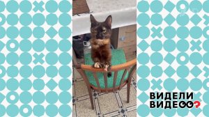 Кошачий танец. Видели видео? Фрагмент выпуска от 29.09.2024