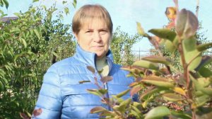 Как ускорить плодоношение груши.