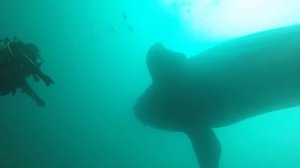 Исследовали затонувшее судно и вдруг...