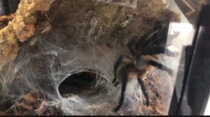 Выставка ПАУКОВ И РЕПТИЛИЙ 🕷️🦂🦎🐍