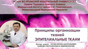 Лекция-4 – Принципы организации тканей. Эпителиальные ткани (лектор доцент Лугин И.А.)