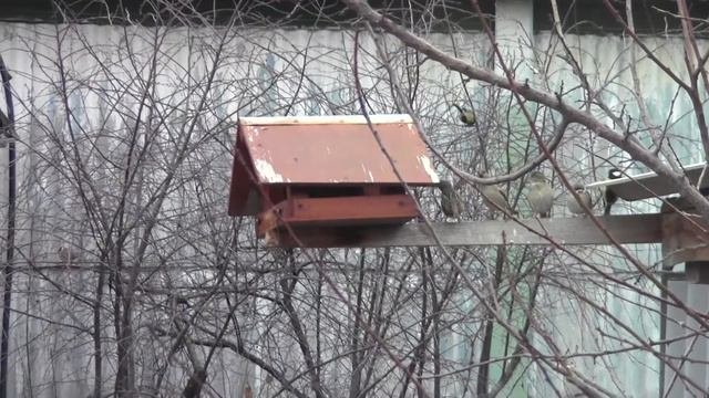 птички у кормушки
