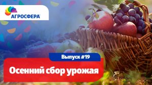 Осенний сбор урожая, советы для дачи и сада / агросфера.рф