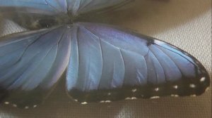 ИЗ МИРА: 56. Morpho peleides (морфо пелеида)