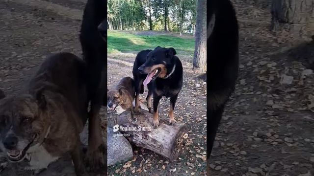 Мэни.Тренировка #босерон_питбуль #собаки #дрессировка #МэниГуля