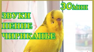 ЗВУКИ И ПЕНИЕ ВОЛНИСТЫХ ПОПУГАЕВ 30 мин. И ВИДЕО С ПОЮЩИМИ ПОПУГАЯМИ. Budgie Sounds 30 min.