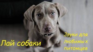 Лай собаки. Звуки для любимых питомцев 2