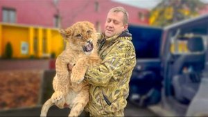 ГРУСТНО, Олег Зубков принимает львенка Симбу, у которого СТРАШНЫЕ БОЛИ и он НЕ МОЖЕТ совсем ХОДИТЬ!