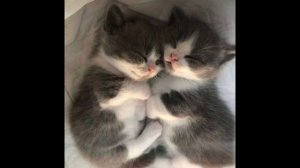 #котятки