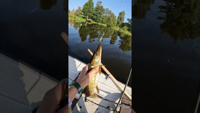 Один клёвый день на рыбалке  #shorts #fishing #girl #pike #spinning #norstream #рыбалка #девушка