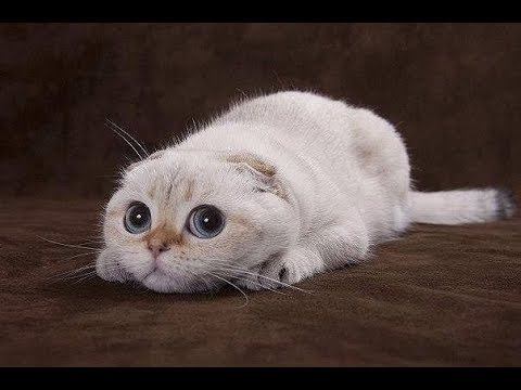 Наши меньшие друзья Няшки Котоматрица