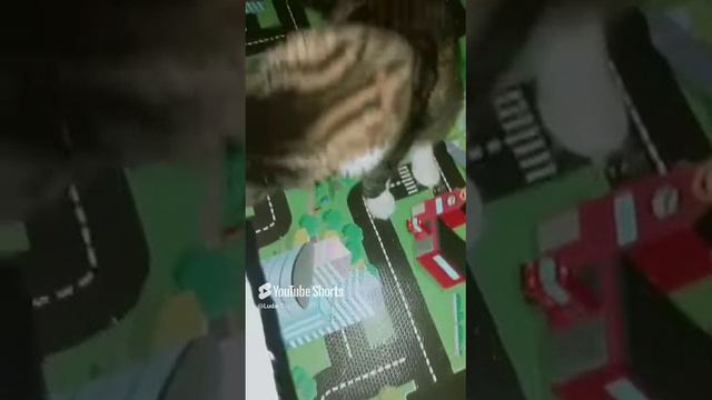 The cat can't sleep at night! Кот не может спать ночью