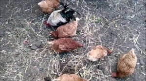 Петух и курицы потрошат колоски пшеницы