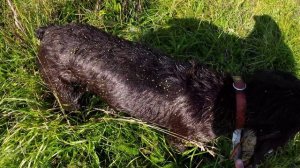 Ходовая охота по утке с дратхааром