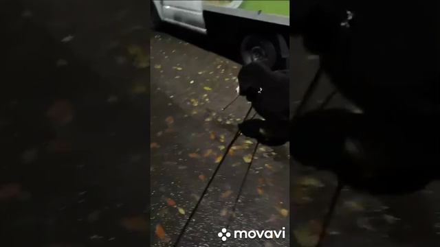 бернский зенненхунд