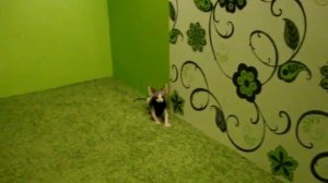 малыши - голыши