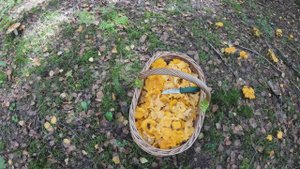 Поход за грибами  Чайка Лебяжье Таменгонт 12 09 2024