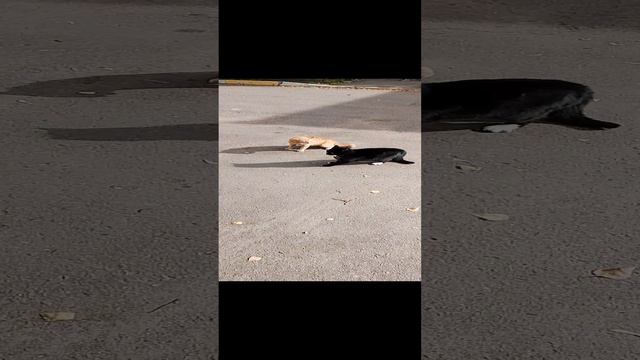 Котики дерутся ( победила молодость))