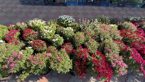 Хризантема Мультифлора..