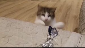 Кот играет с бантиком
