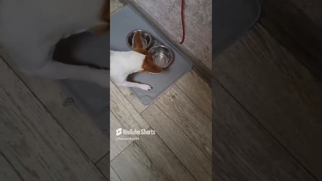 Как едят чихуашки)))