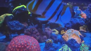 LPS mix reef 1000 в вечернем флюре