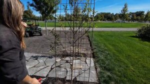 арка из яблок, розы 🍎🥰🙌 2024