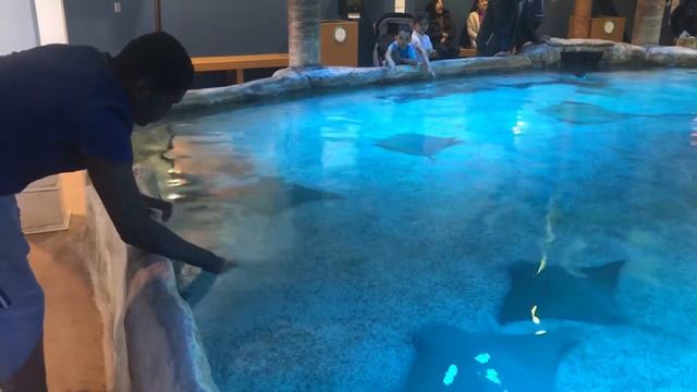 Isaac Touches Rays at the Adventure Aquarium in Camden New Jersey: February 2020 смотреть онлайн