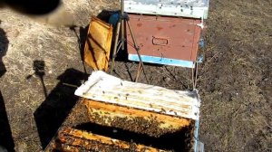 Спасительная рамка с мёдом во время зимовки пчёл