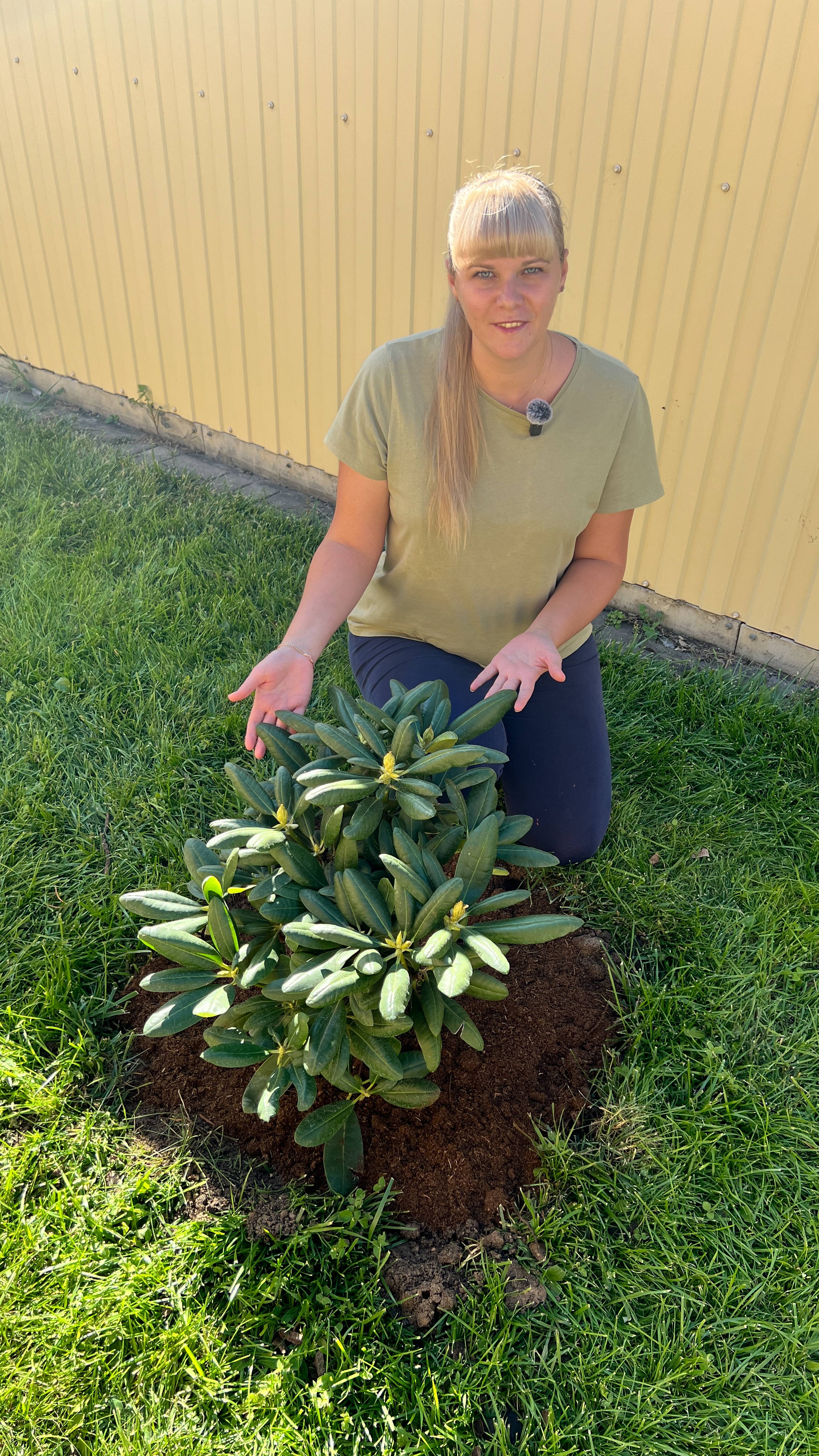 Рододендрон, посадка смотреть онлайн