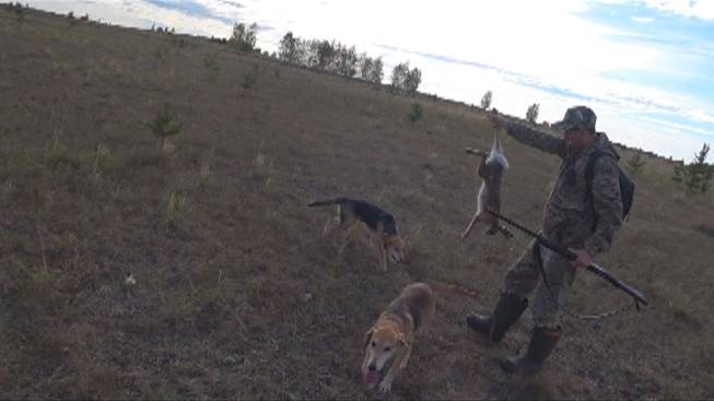 Охота на зайца с русскими гончими 24-25 смотреть онлайн