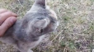 Кошке нравиться ласкатся