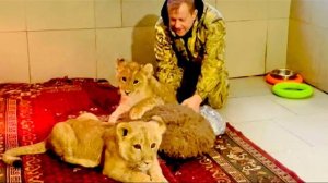 СВЕРШИЛОСЬ! Львят Асаду и ШерХана СОЕДИНИЛИ, карантин у обоих львят ЗАКОНЧИЛСЯ)))