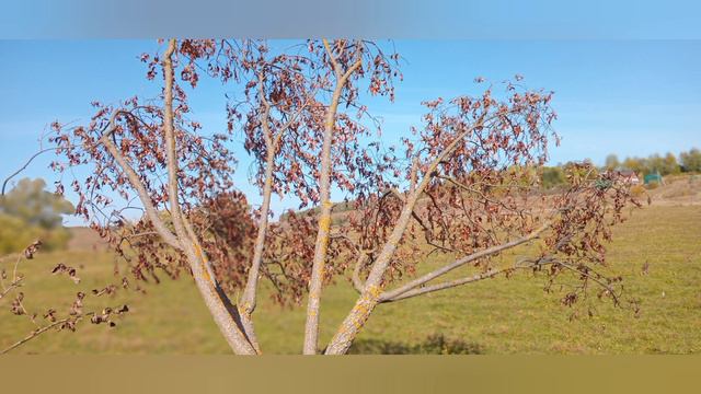 деревня, комбаен дача и животные смотреть онлайн