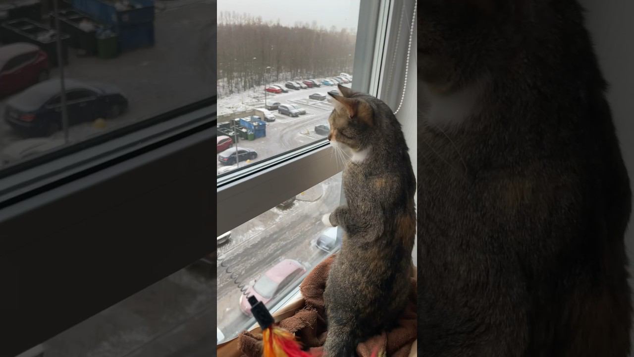 Жизнь глазами кошки Шанель.