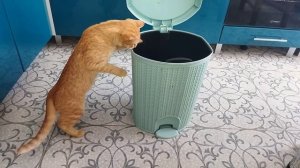 Кошки залезли в мусорное ведро