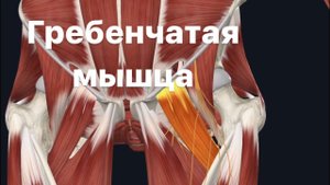 Гребенчатая мышца и йога. Анатомия.Функции.Синергисты.Антагонисты.Как расслабить и укрепить.