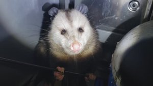 Кормление виргинского опоссума в уличном гриле